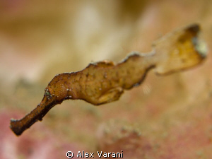Solenostomus "bokeh"... by Alex Varani 